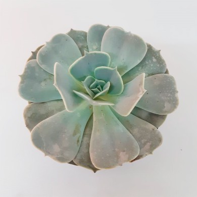 Suculenta Echeveria Pollux