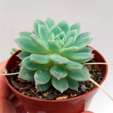 Suculenta Echeveria prolífica