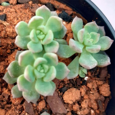 Suculenta Echeveria Querência