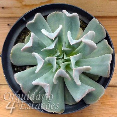 Suculenta Echeveria runyonii 'Topsy Turvy'