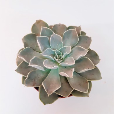 Suculenta Echeveria White Prince