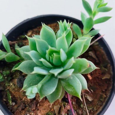 Suculenta Graptopetalum Macdougallii