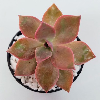 Suculenta Graptoveria Douglas Huth´s