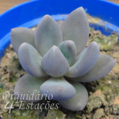 Suculenta Graptoveria Royal Flush