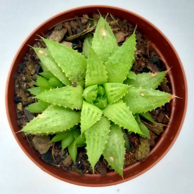Suculenta Haworthia marumiana