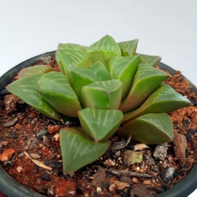 Suculenta Haworthia retusa