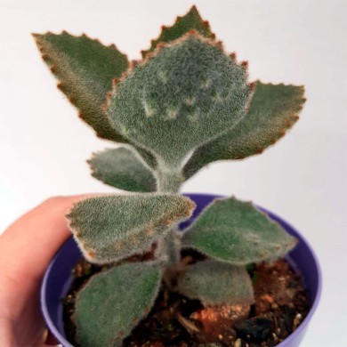 Suculenta Kalanchoe Beharensis