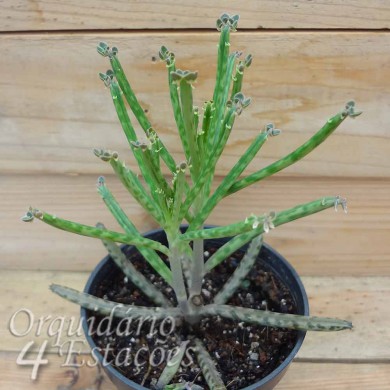 Suculenta Kalanchoe delagoensis