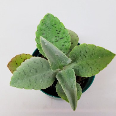 Suculenta kalanchoe gastonis-bonnieri