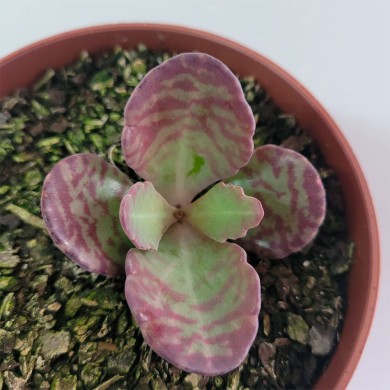 Suculenta Kalanchoe Humilis Britten - Mármore
