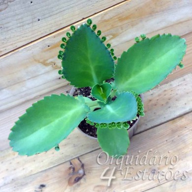 Suculenta Kalanchoe laetivirens