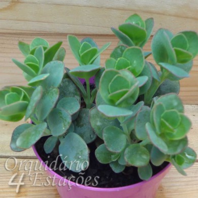 Suculenta Kalanchoe marnierana