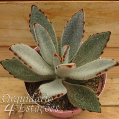 Suculenta kalanchoe tomentosa