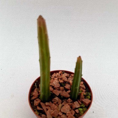 Suculenta kleinia stapeliiformis