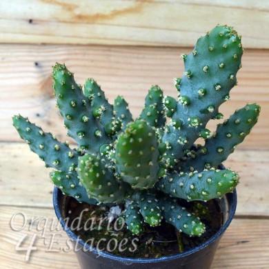 Suculenta Opuntia monacantha