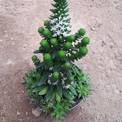 Suculenta Orostachys japônica