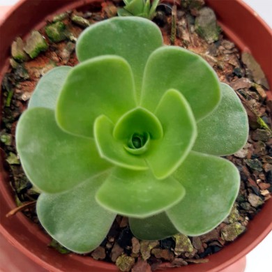 Suculenta Orostachys malacophylla