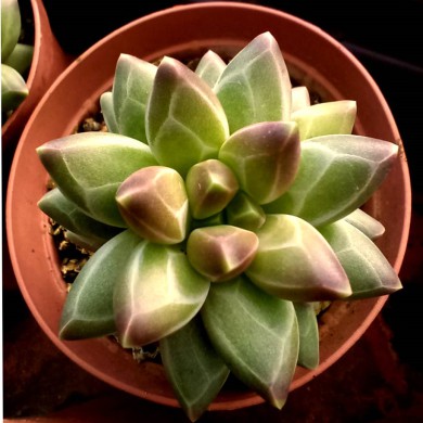 Suculenta Pachyphytum Compactum Cristata