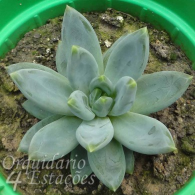 Suculenta Pachyphytum hookeri