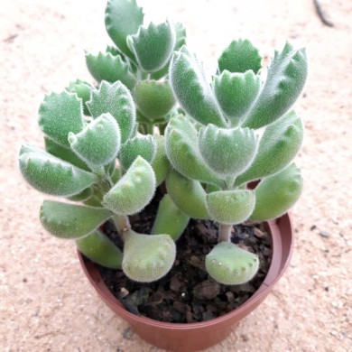 Suculenta Pata De Urso - Cotyledon Tomentosa