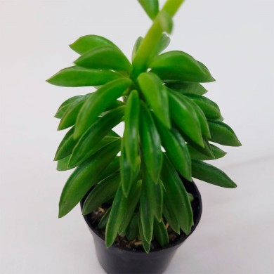Suculenta Peperômia dolabriformis