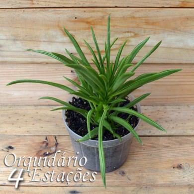 Suculenta Peperomia ferreyrae