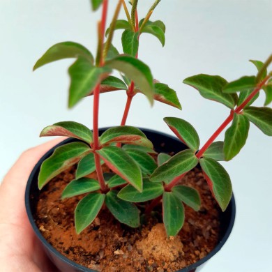 Suculenta Peperomia verticillata