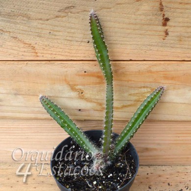 Suculenta Pitaia saborosa