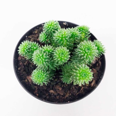 Suculenta pompom - Sedum multiceps