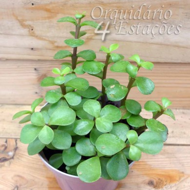 Suculenta Portulacaria afra