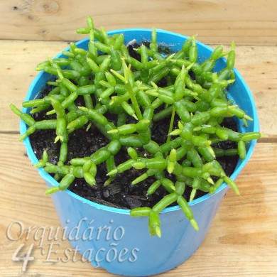 Suculenta rhipsalis