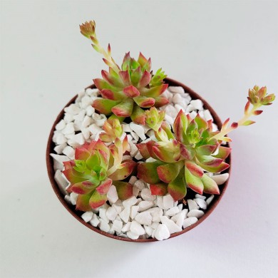 Suculenta Sedum cuspidatum