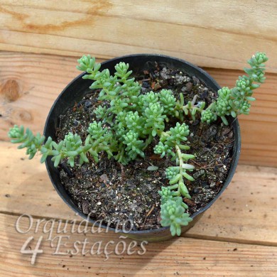 Suculenta Sedum dasyphyllum