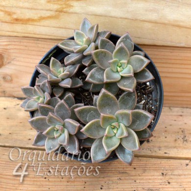 Suculenta Sedum Gilva