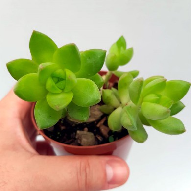 Suculenta Sedum Golden Glow