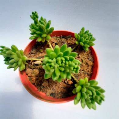 Suculenta Sedum hirsutum