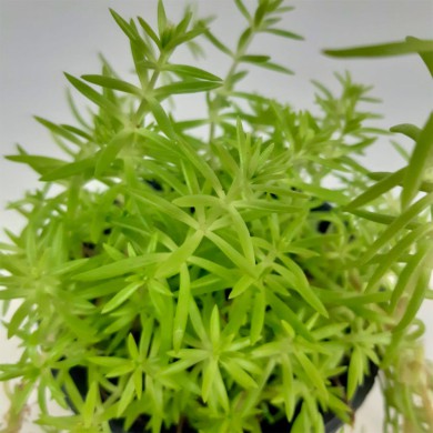 Suculenta Sedum Lineare