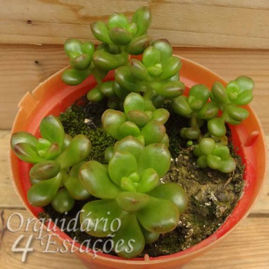 Suculenta Sedum Lucidum obesum