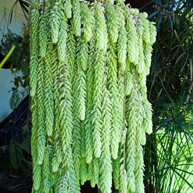 Suculenta Sedum Morganianum