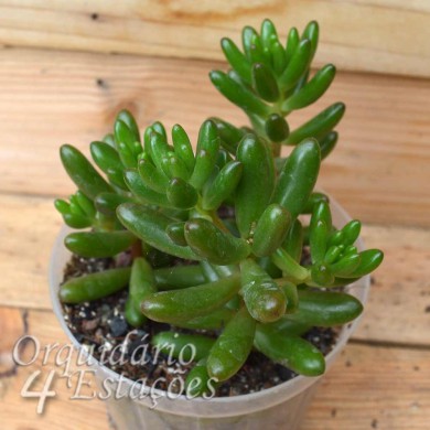 Suculenta Sedum rubrotinctum