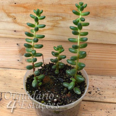 Suculenta Sedum Stahlii