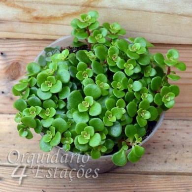 Suculenta Sedum tetractinum "Coral Reef"