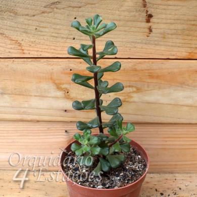 Suculenta Sedum versadense var. Chontalense