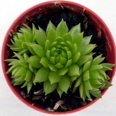 Suculenta Sempervivum sp02