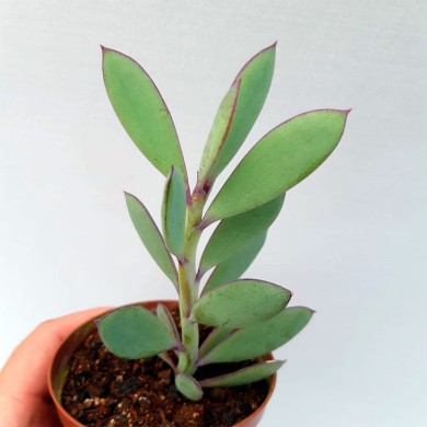 Suculenta Senecio crassissimus