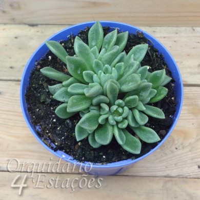 Suculenta Sinocrassula densirosulata