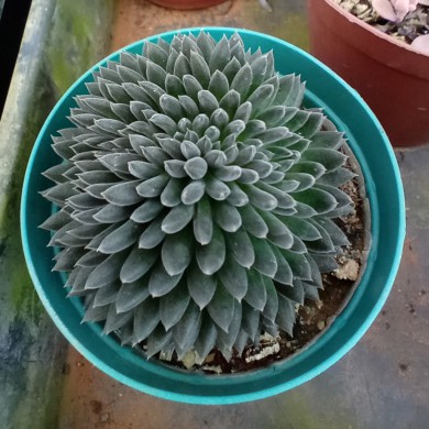 Suculenta Sinocrassula Yunnanesis
