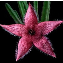 Suculenta Stapelia hirsuta