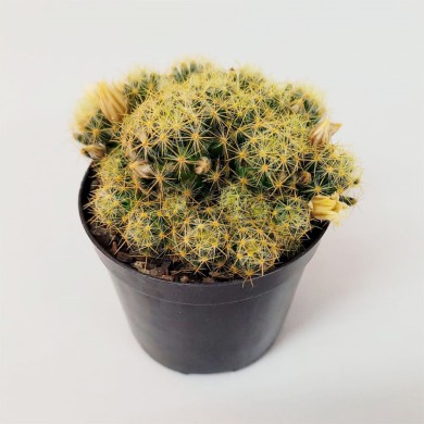 Cacto Mammillaria prolifera