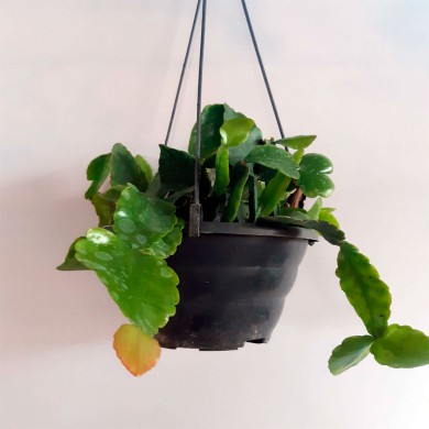 Rhipsalis Mickey